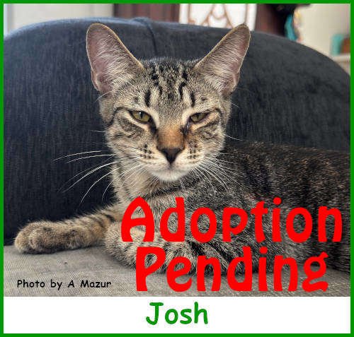 sargjosh2026_name_pending.jpg