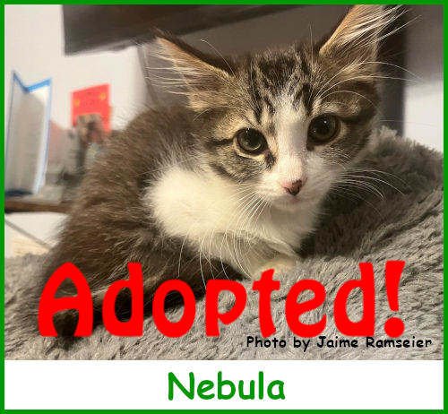 sargnebula2025_name_adopted.jpg