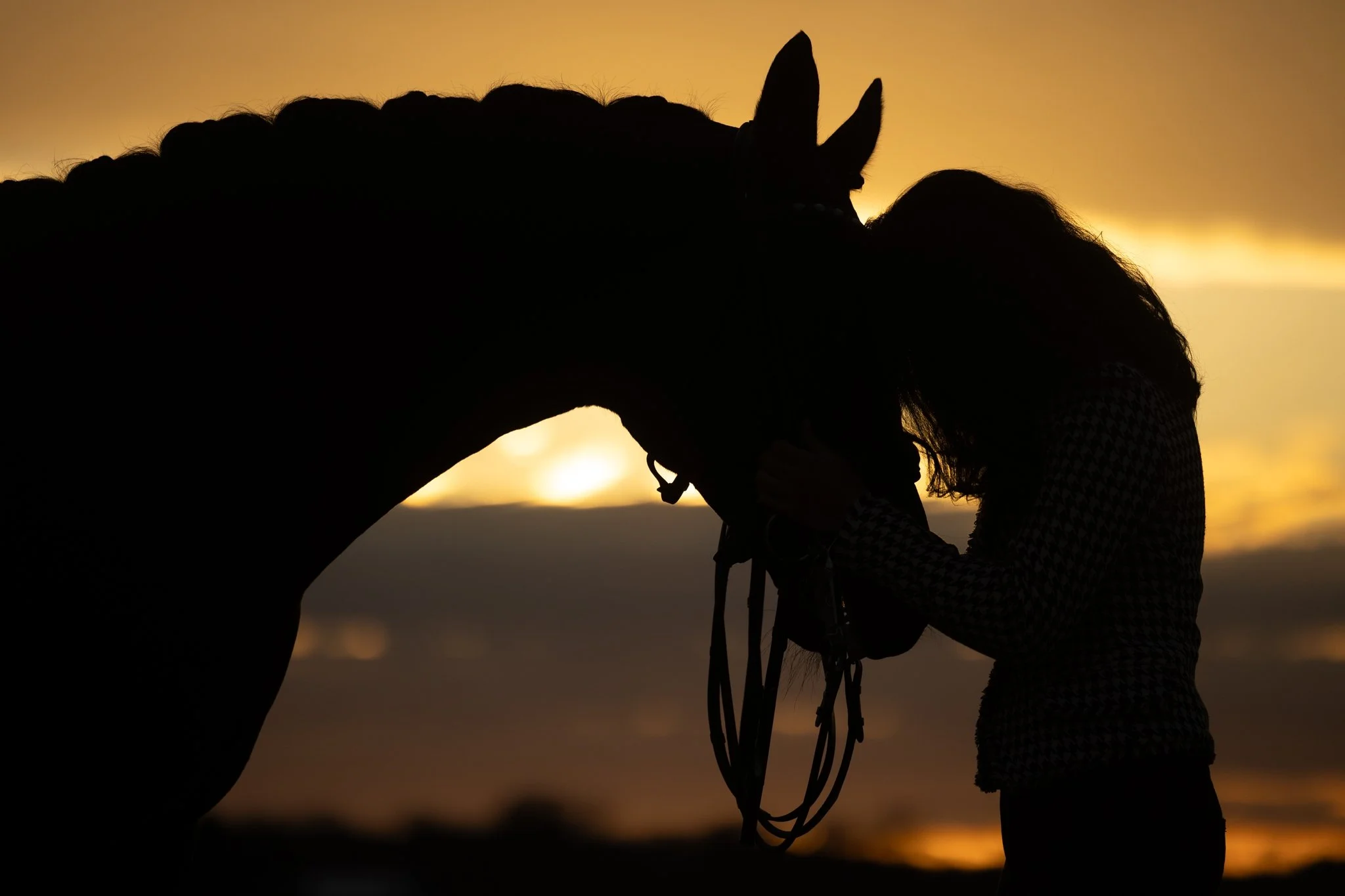Sidelines Magazine, FEI, Dressage, USDF, Gelding, Mare, Britt Burson, Stacy Tierman Photography, Illinois Horse Photography, Illinois Horse Photographer, Midwest Horse Photographer, Chicago Horse Photographer, Chicago Horse Photography, Wisconsin