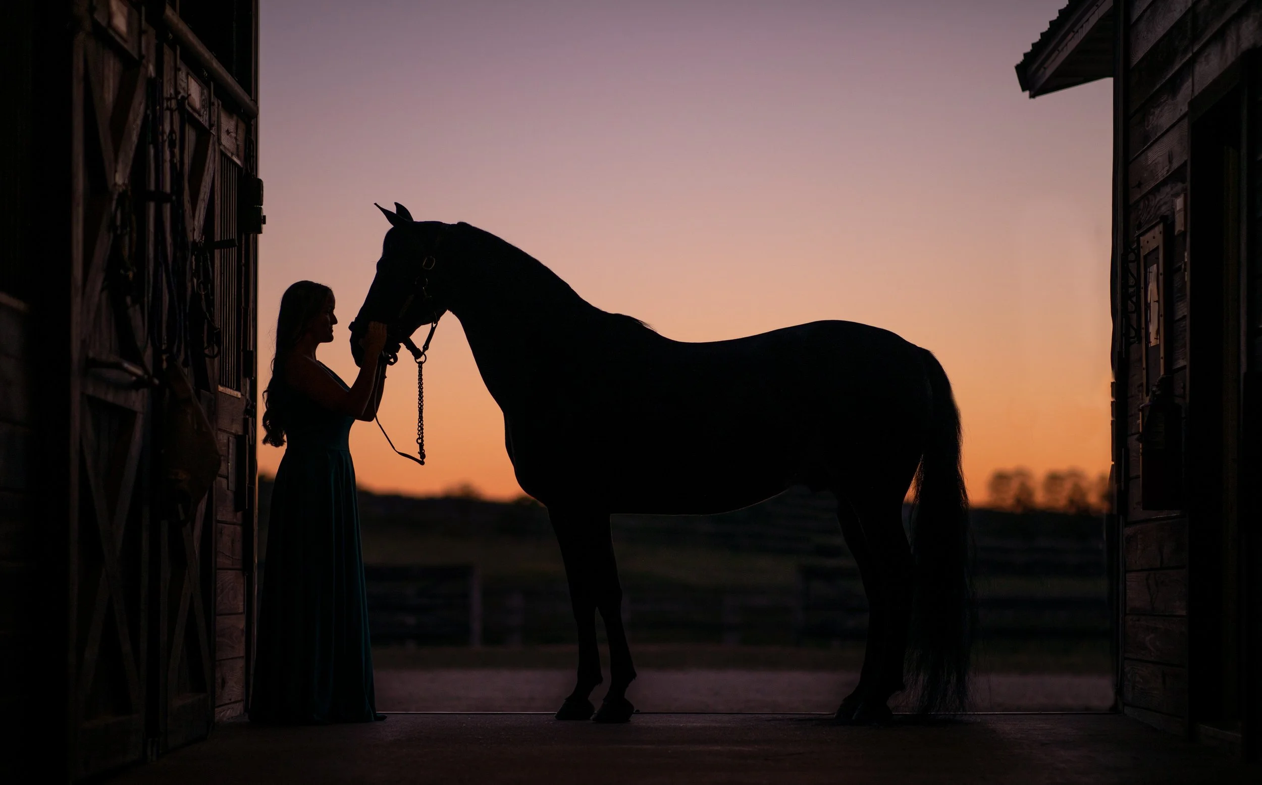 Wisconsin Horse Photographer