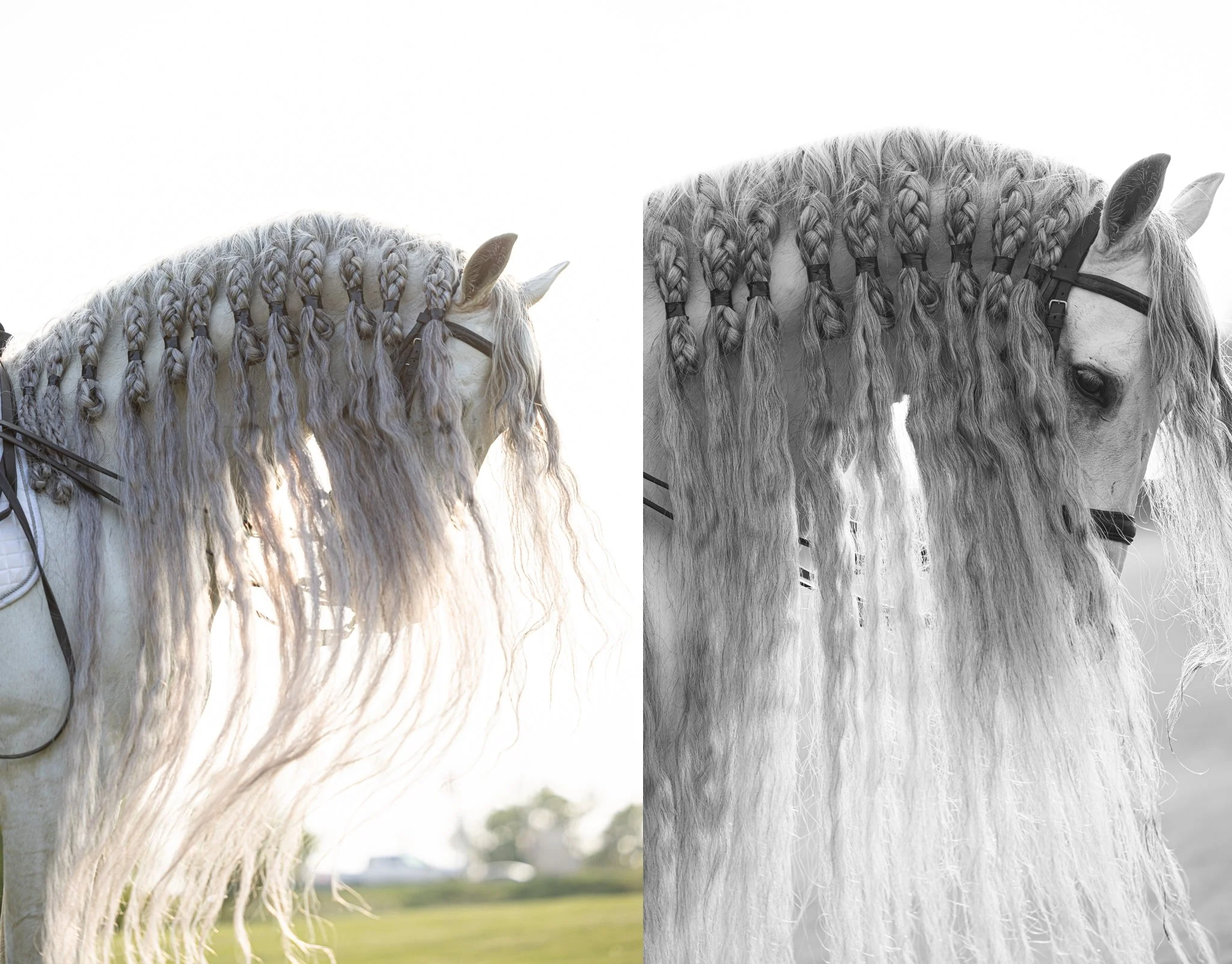 Medieval Times, Medieval Times Chicago, Chicago, Chicago Horse, Midwest Horse Photographer, Dressage Photographer, Wisconsin Horse, Equine Photographer