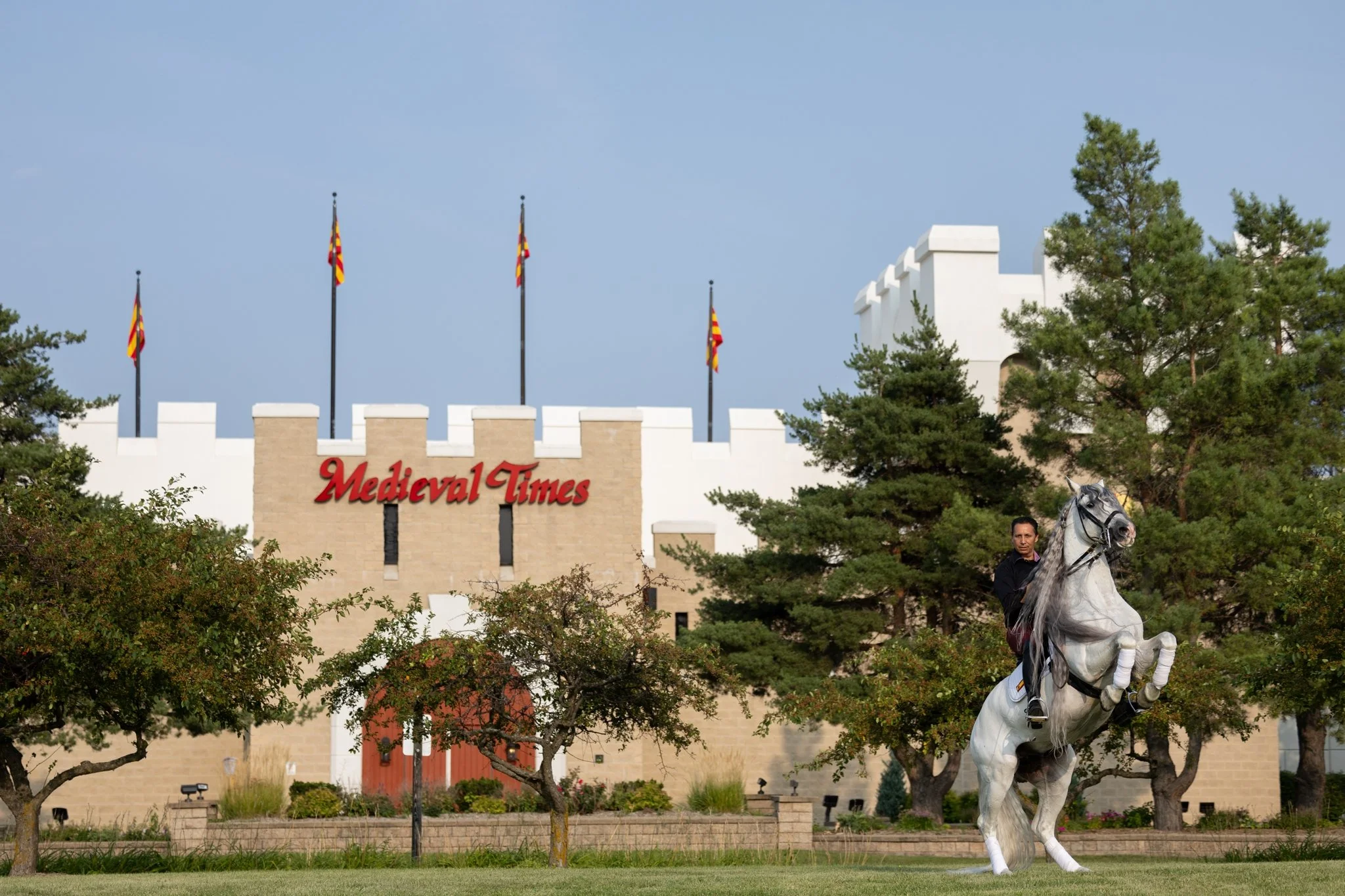 Medieval Times, Medieval Times Chicago, Chicago, Chicago Horse, Midwest Horse Photographer, Dressage Photographer, Wisconsin Horse, Equine Photographer