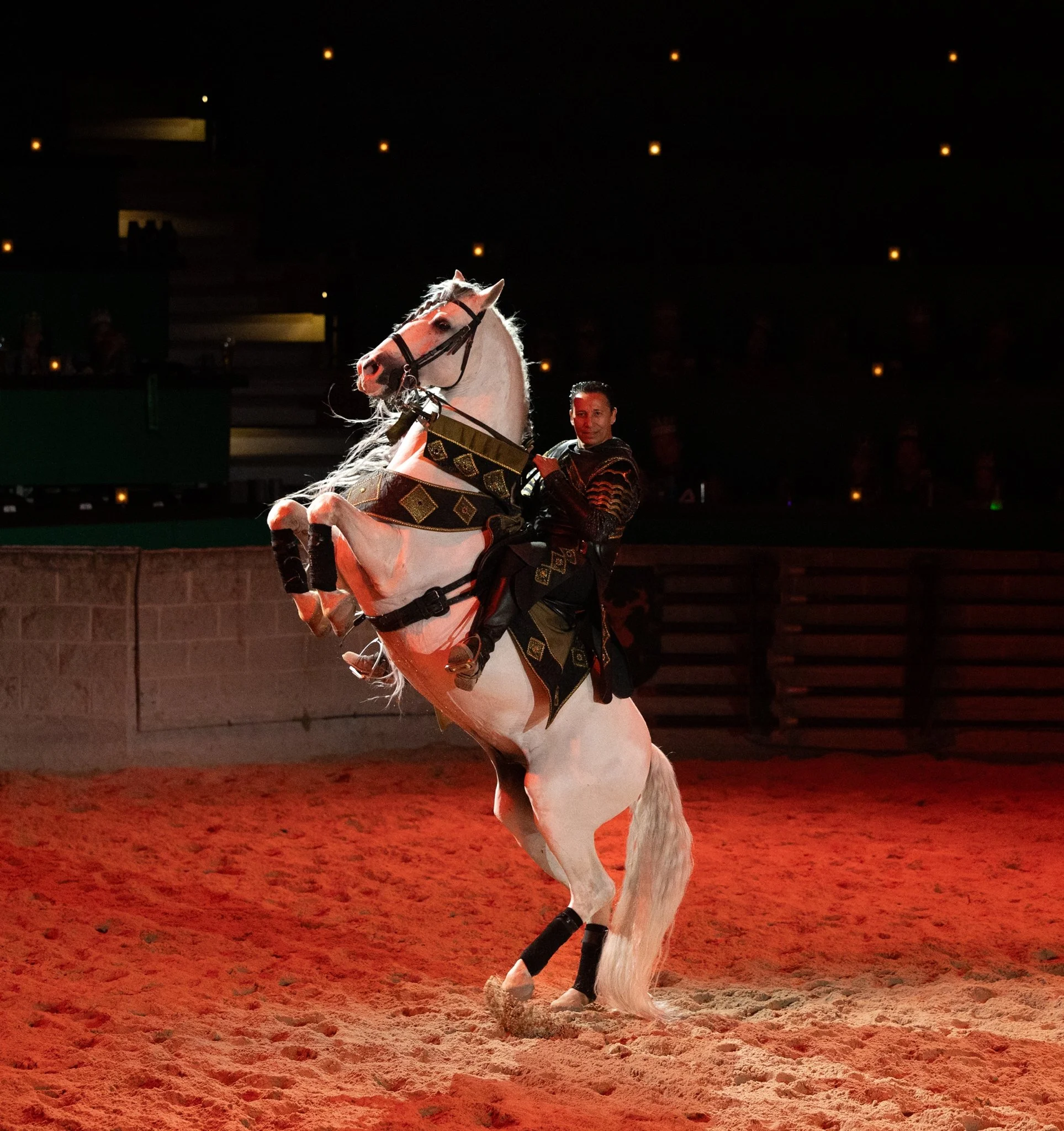Medieval Times, Medieval Times Chicago, Chicago, Chicago Horse, Midwest Horse Photographer, Dressage Photographer, Wisconsin Horse, Equine Photographer