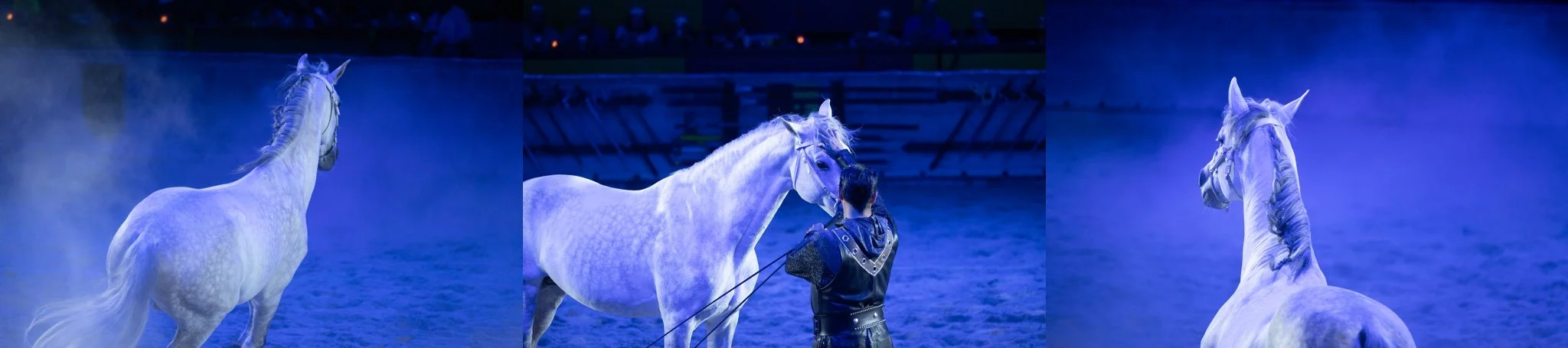 Medieval Times, Medieval Times Chicago, Chicago, Chicago Horse, Midwest Horse Photographer, Dressage Photographer, Wisconsin Horse, Equine Photographer