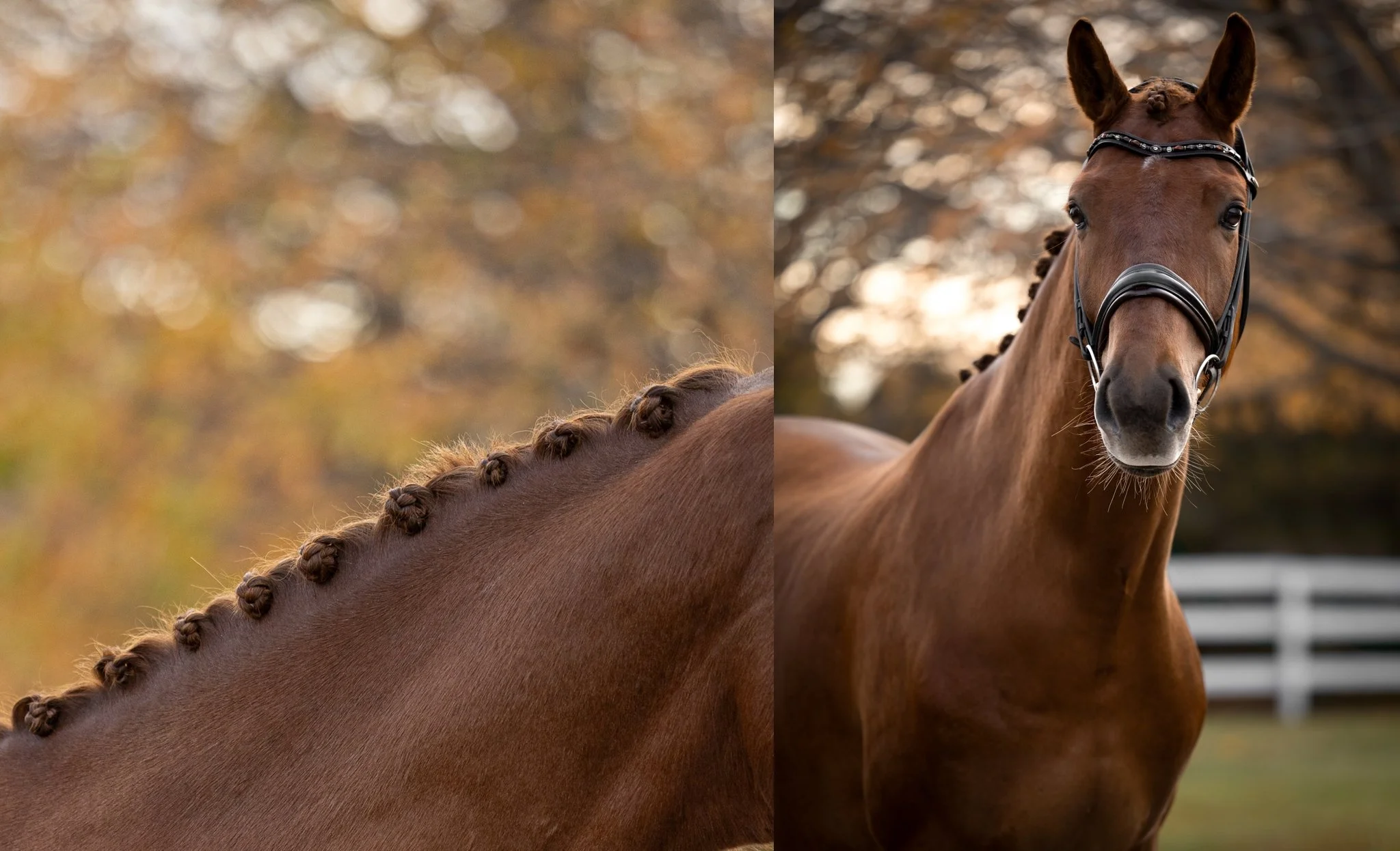 Sidelines Magazine, FEI, Dressage, USDF, Gelding, Mare, Britt Burson, Stacy Tierman Photography, Illinois Horse Photography, Illinois Horse Photographer, Midwest Horse Photographer, Chicago Horse Photographer, Chicago Horse Photography, Wisconsin