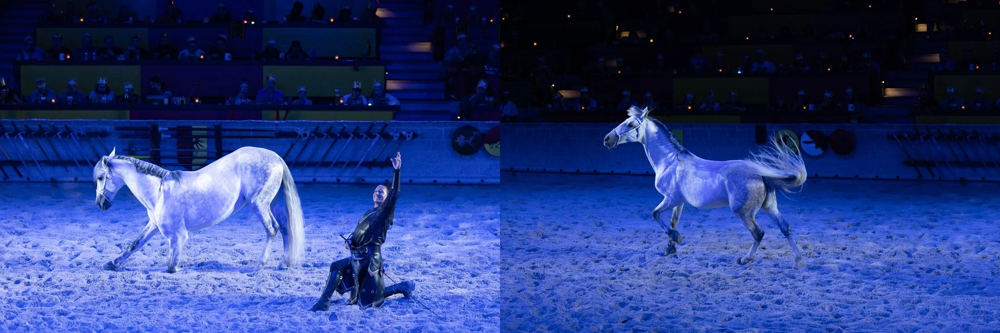 Medieval Times, Medieval Times Chicago, Chicago, Chicago Horse, Midwest Horse Photographer, Dressage Photographer, Wisconsin Horse, Equine Photographer