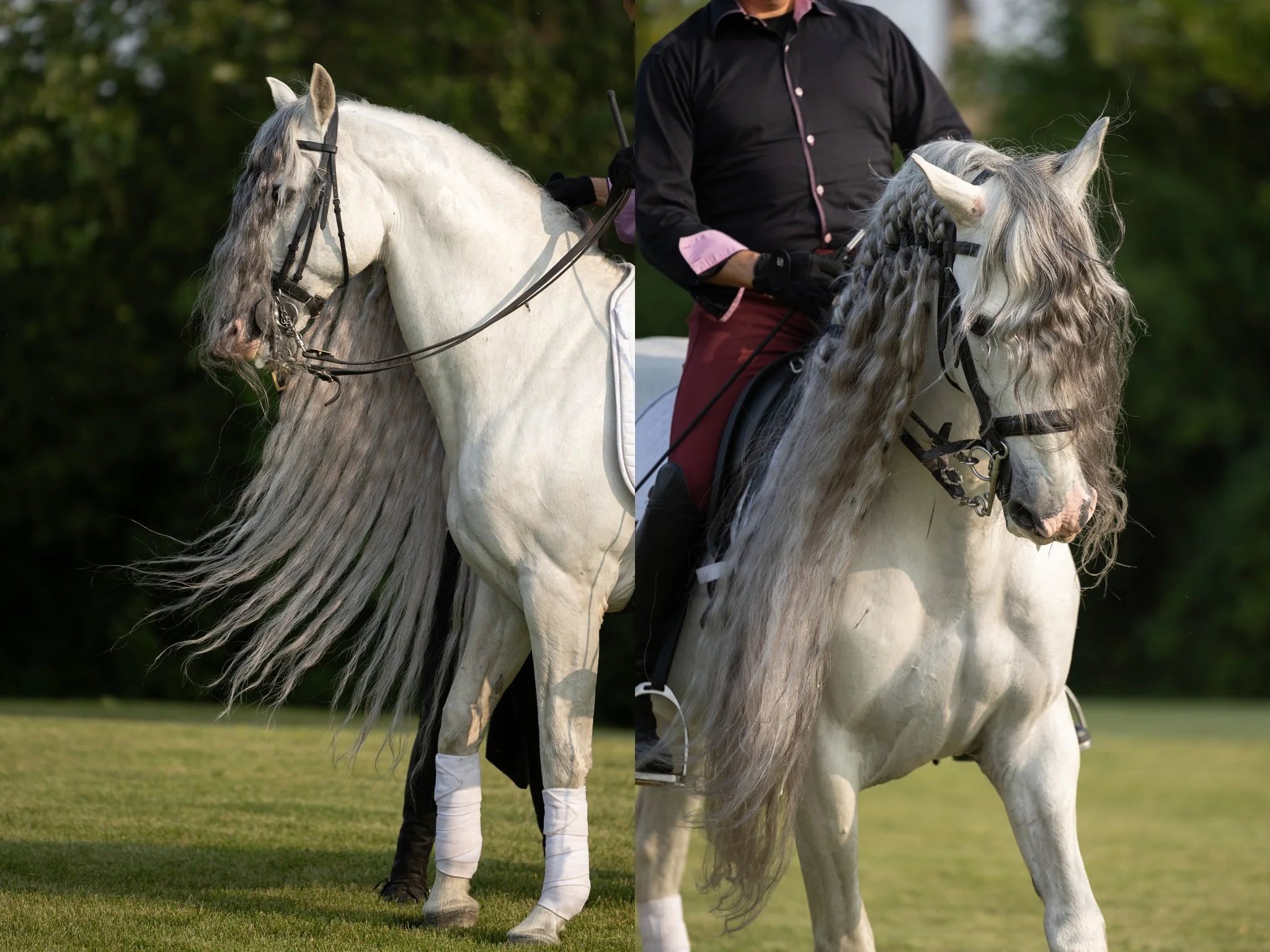 Medieval Times, Medieval Times Chicago, Chicago, Chicago Horse, Midwest Horse Photographer, Dressage Photographer, Wisconsin Horse, Equine Photographer