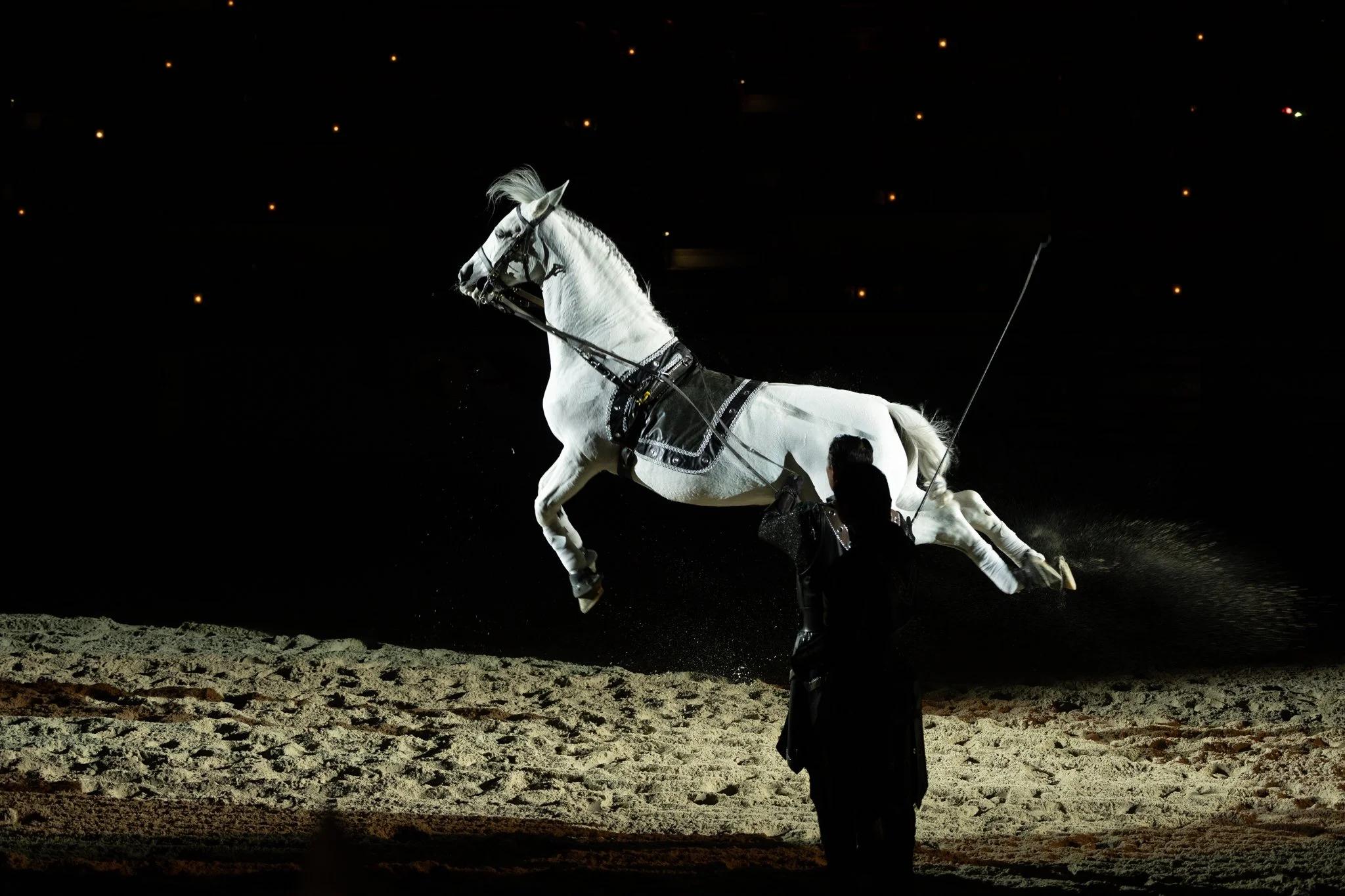 Medieval Times, Medieval Times Chicago, Chicago, Chicago Horse, Midwest Horse Photographer, Dressage Photographer, Wisconsin Horse, Equine Photographer
