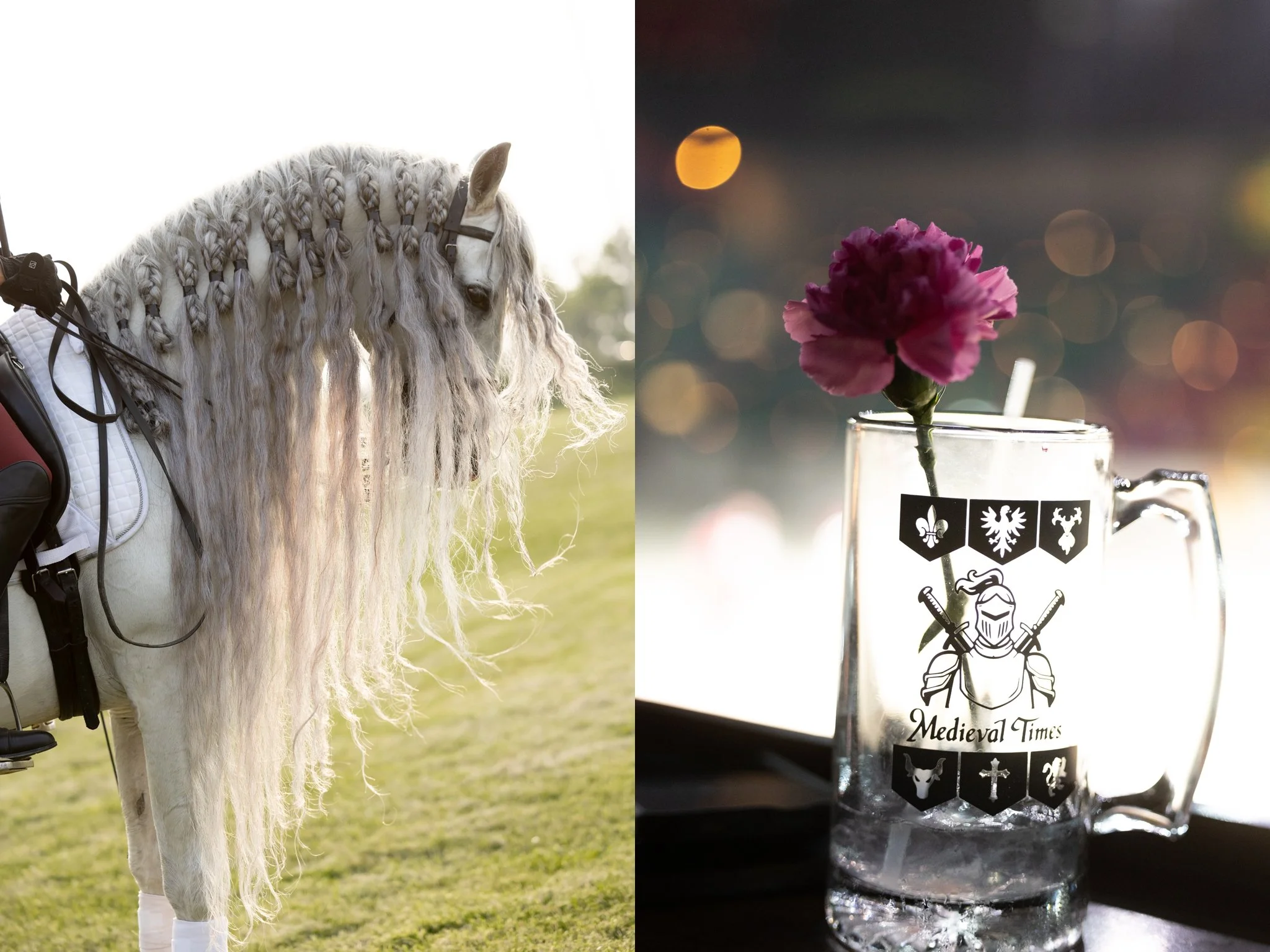 Medieval Times, Medieval Times Chicago, Chicago, Chicago Horse, Midwest Horse Photographer, Dressage Photographer, Wisconsin Horse, Equine Photographer