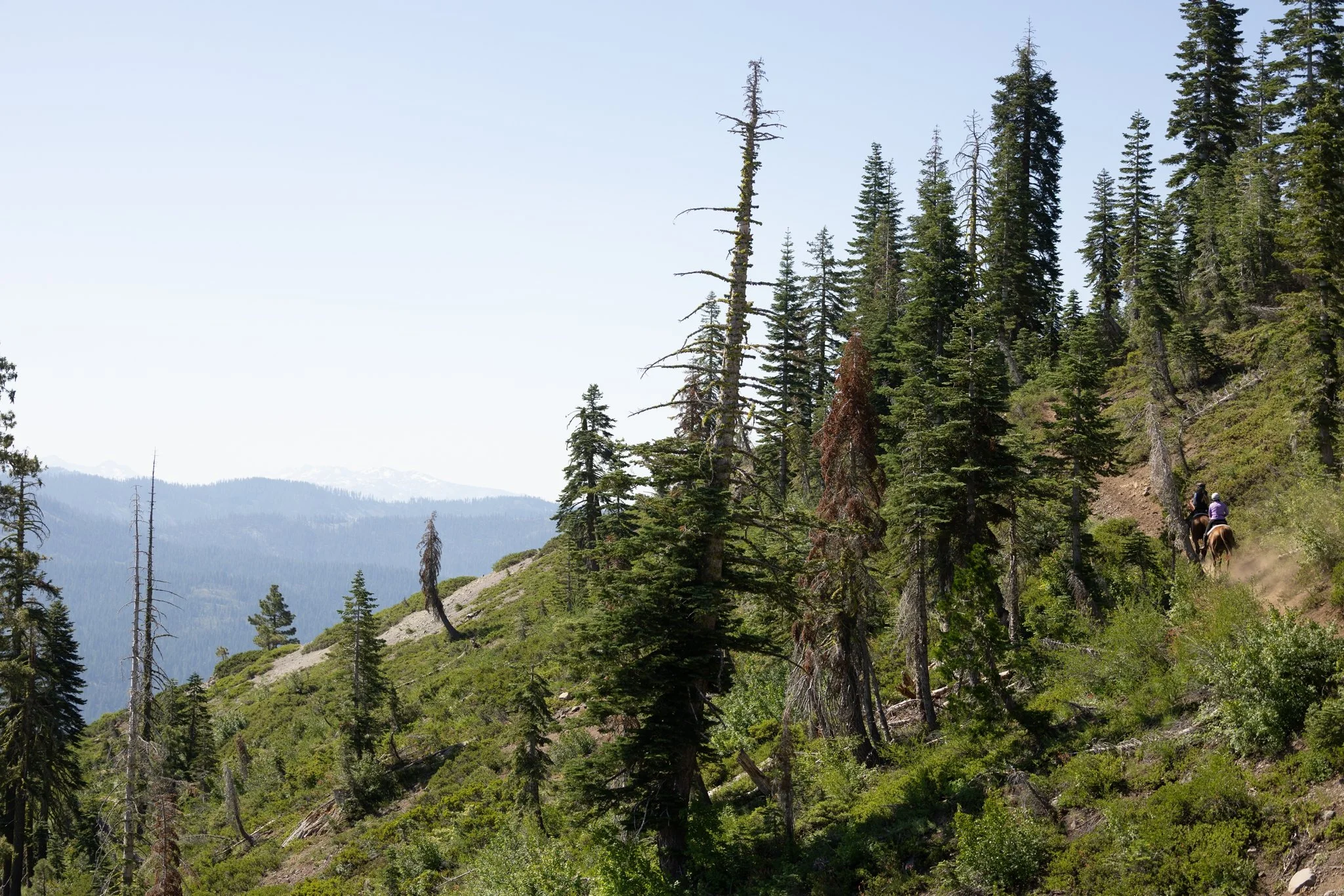 Tevis Cup, Tevis Cup 2025, Tevis Cup Endurance Ride, Tevis Cup Photographer, Endurance Ride, Endurance Riding, Endurance Racing, Western States Trail Foundation