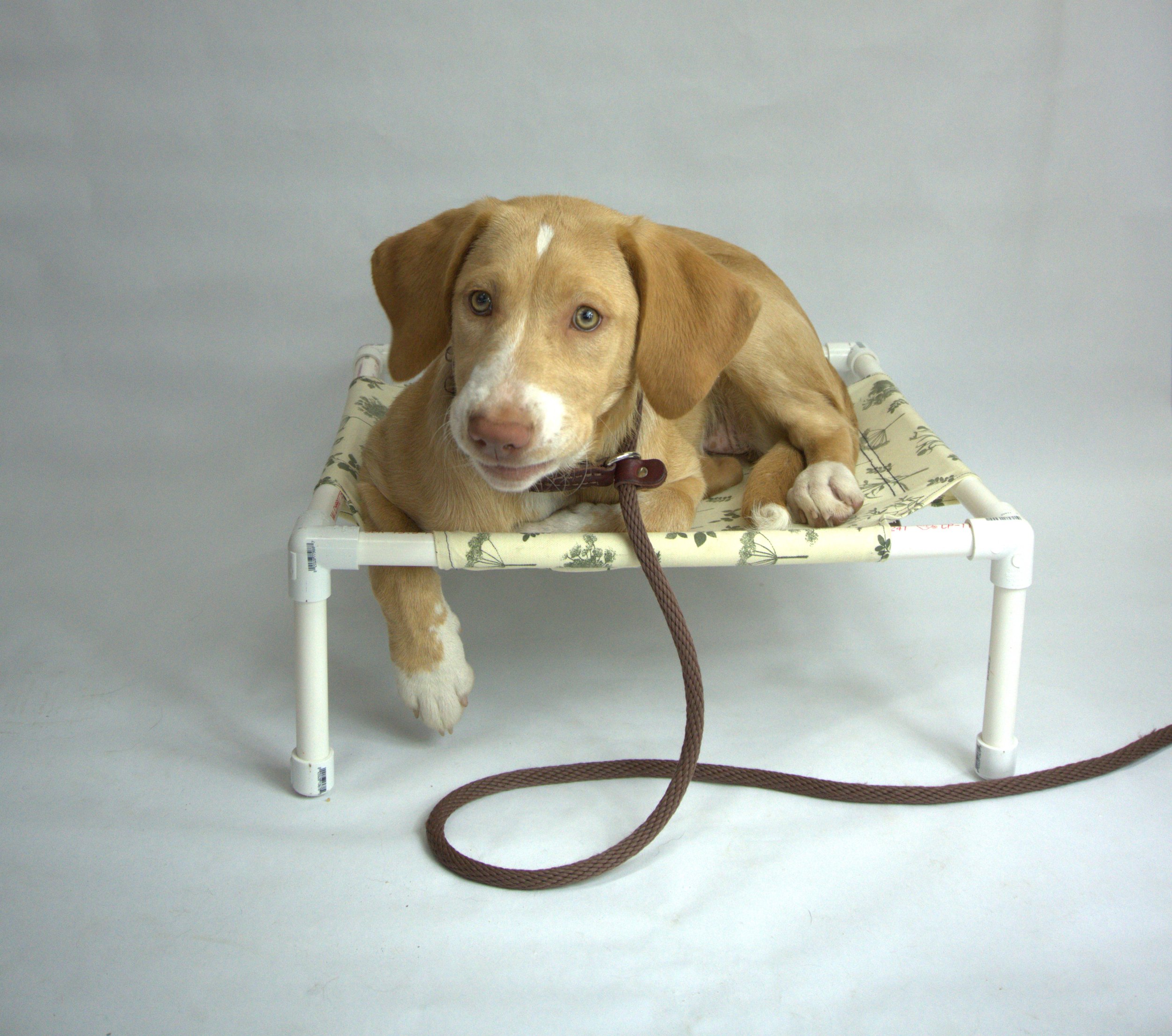 Pvc Pipe Dog Wheelchair