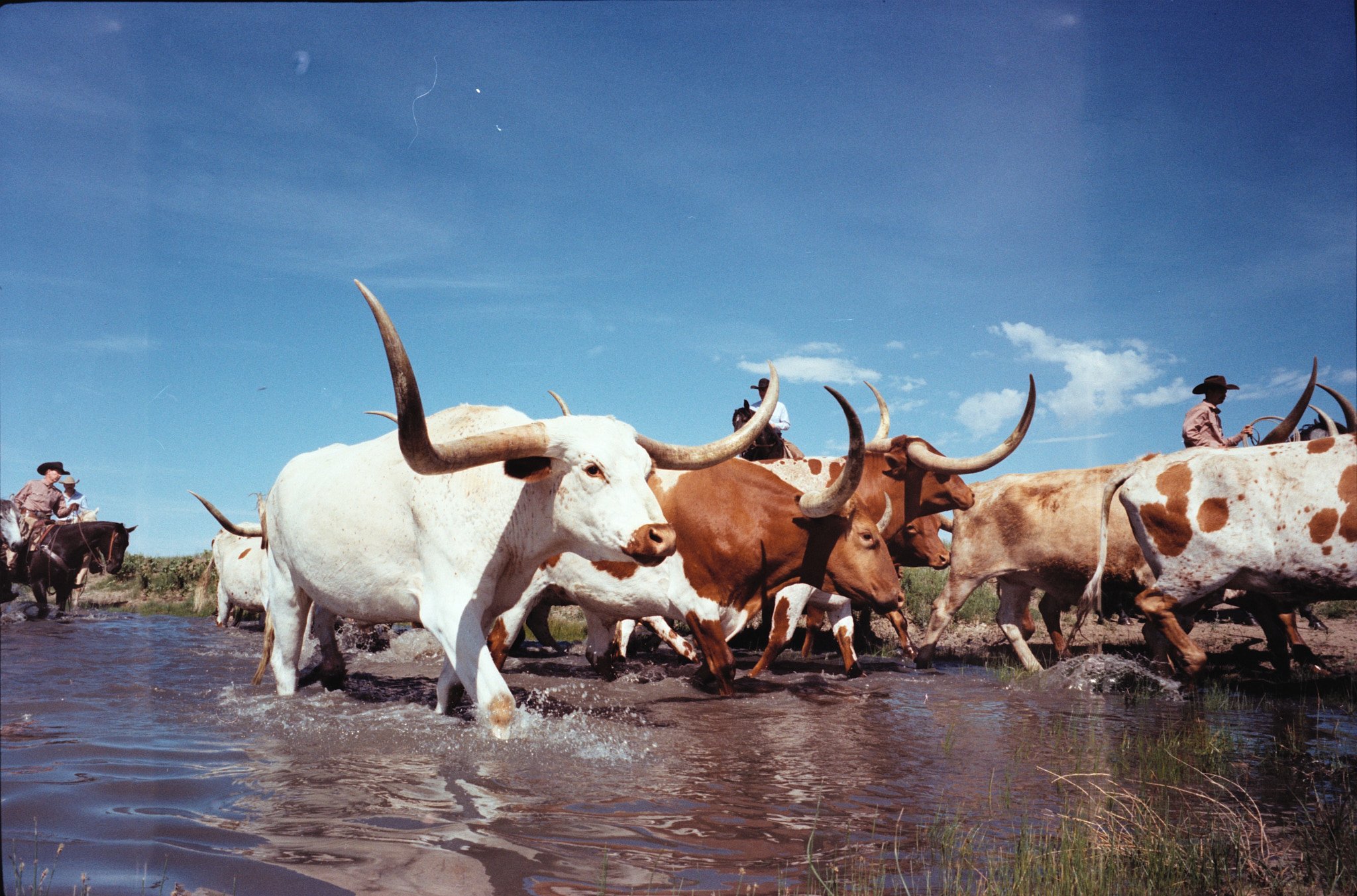 2025 Tony Lama Colorado2994.dng.jpg