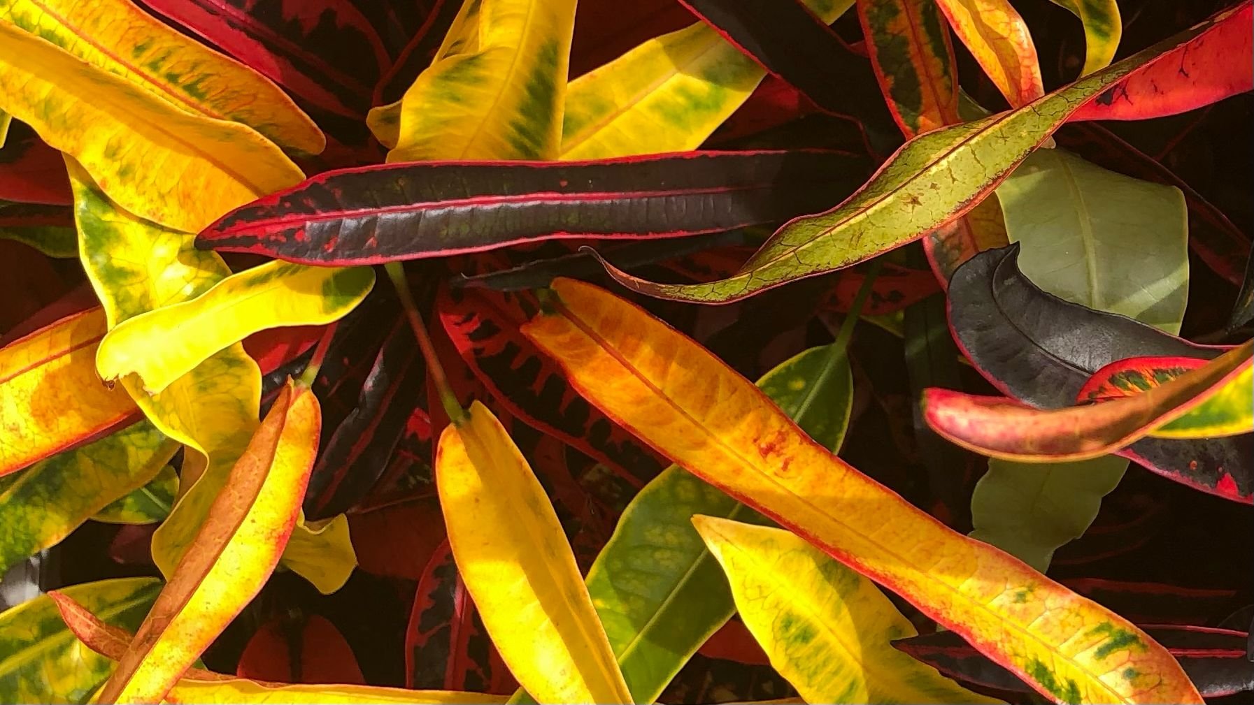 natural flora and fauna inspiration from Art By Caron, Gold Coast artist