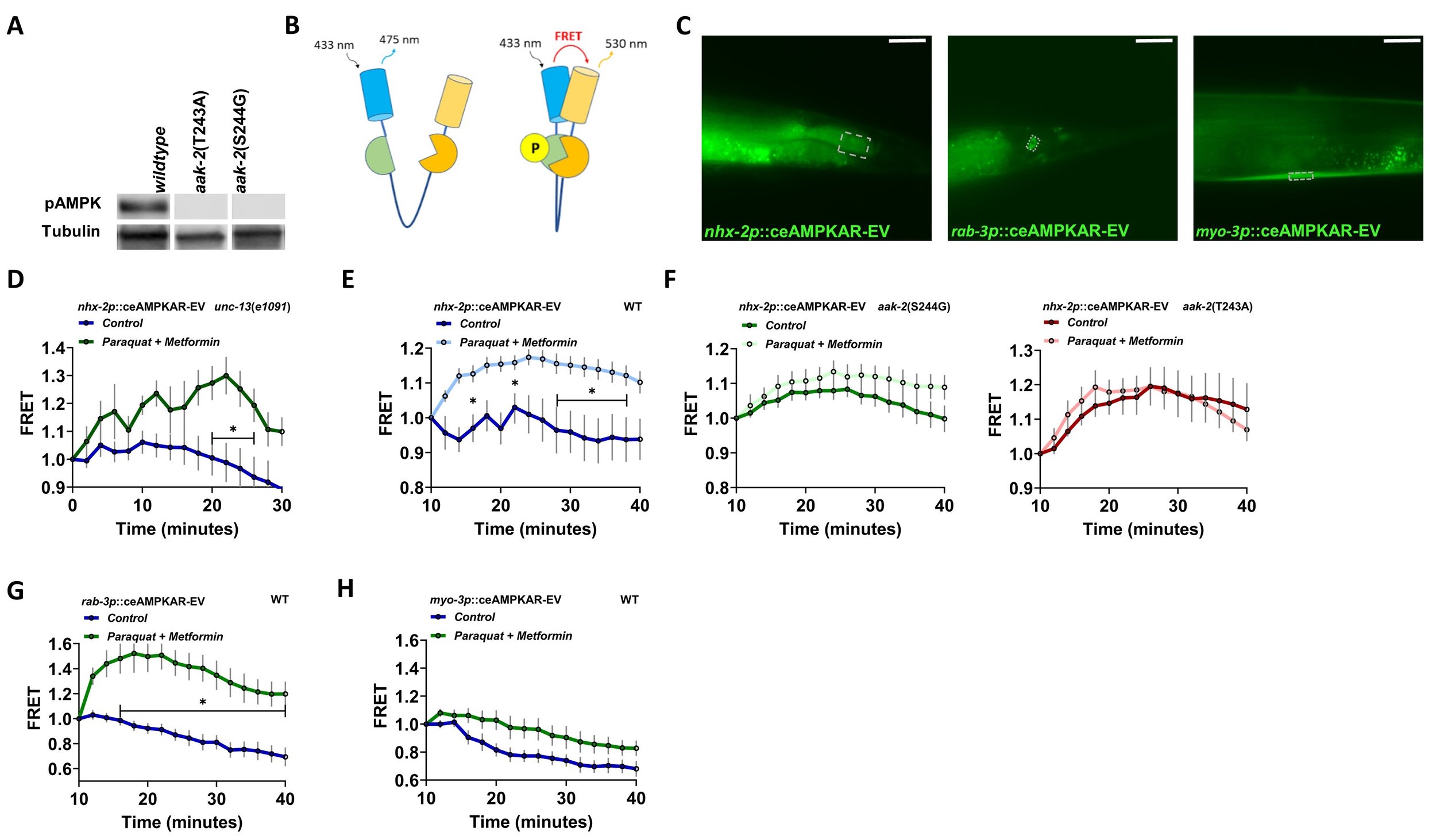 The Nelson Lab’s first Micropub! 
