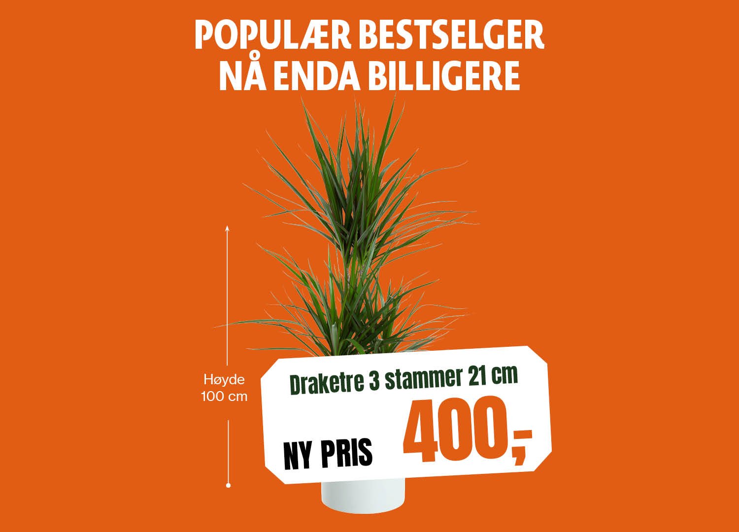 1500x1080_Draketre 3 stammer 21 cm.jpg