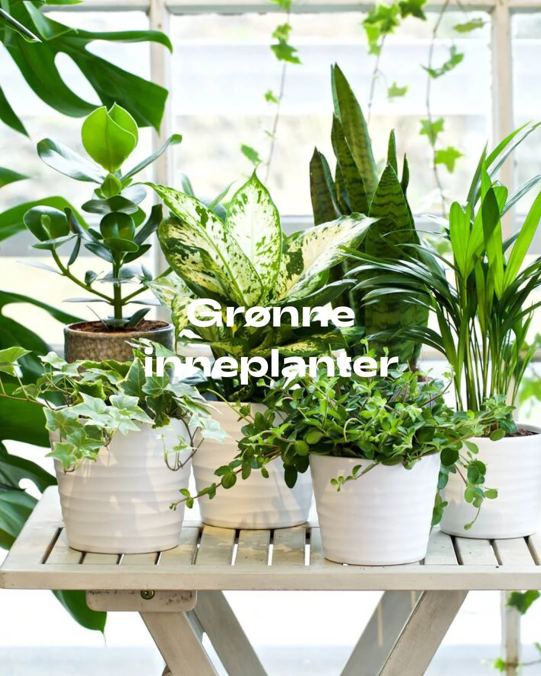 4-5_bilder kategorier_grønne_inneplanter.jpg