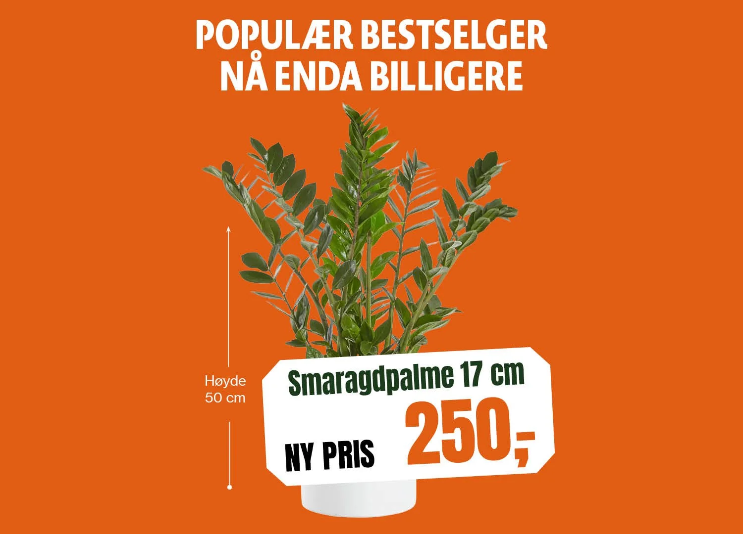 1500x1080_Smaragdpalme 17 cm.jpg