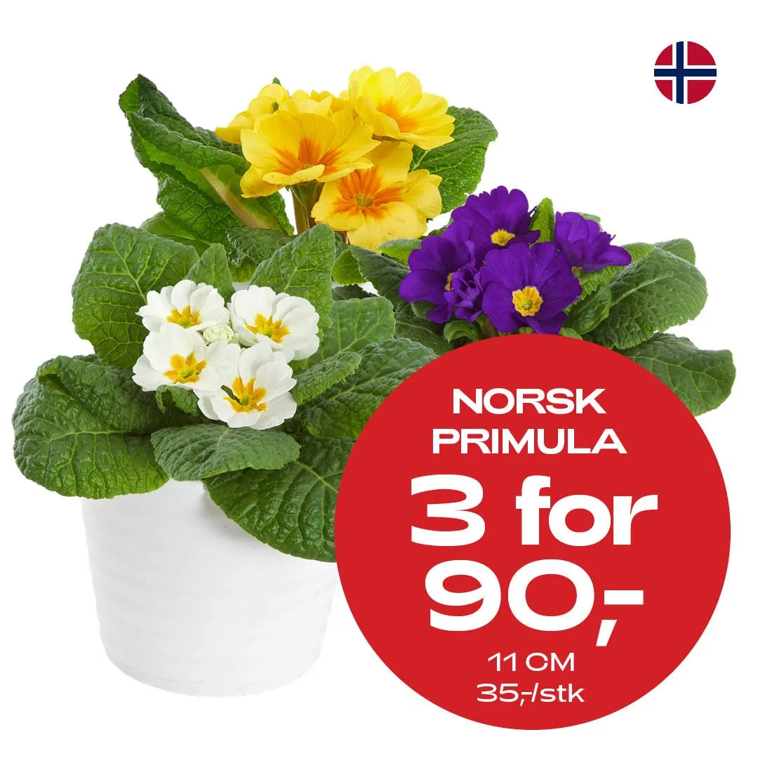 U02-2026_primula_3for90kr.jpg