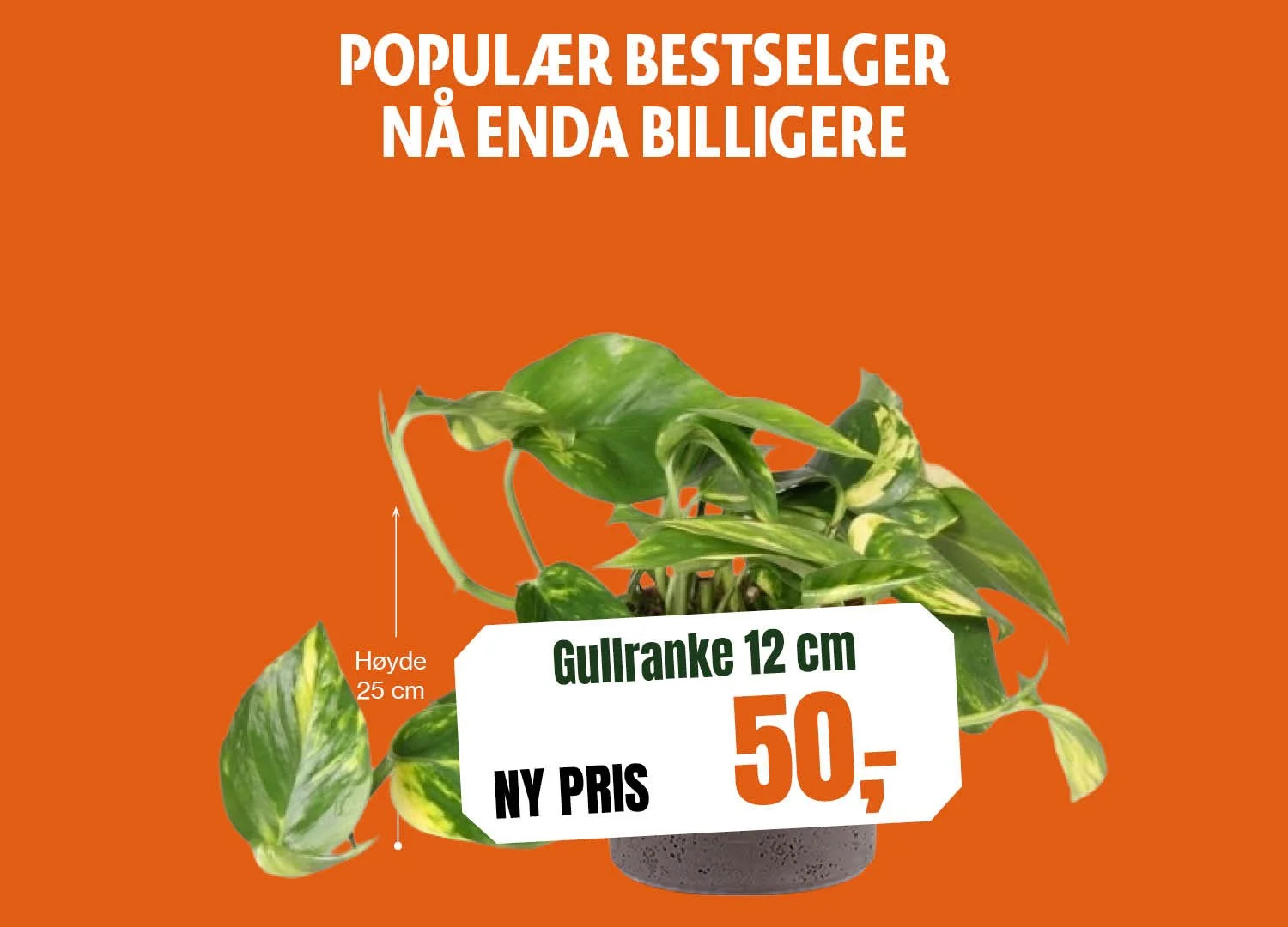 1500x1080_Gullranke 12 cm.jpg