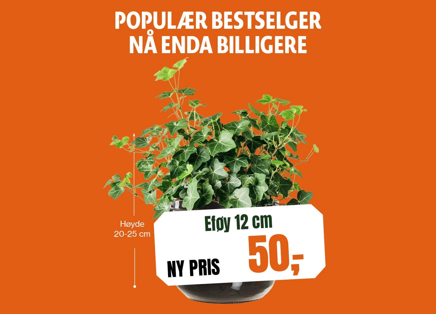 1500x1080_Eføy 12 cm.jpg