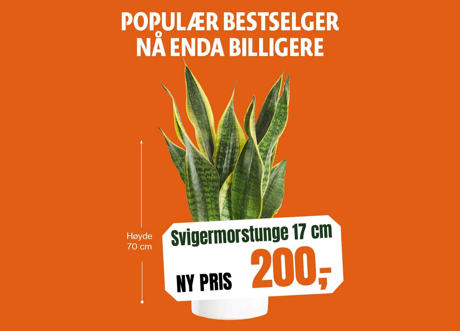 1500x1080_Svigermorstunge 17 cm.jpg