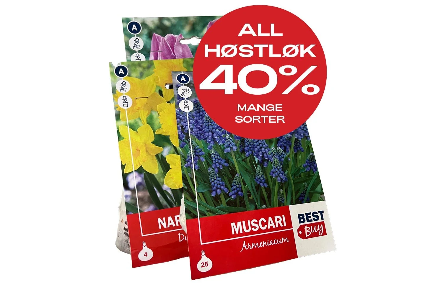 Pongo_u41_høstløk_40%.jpg