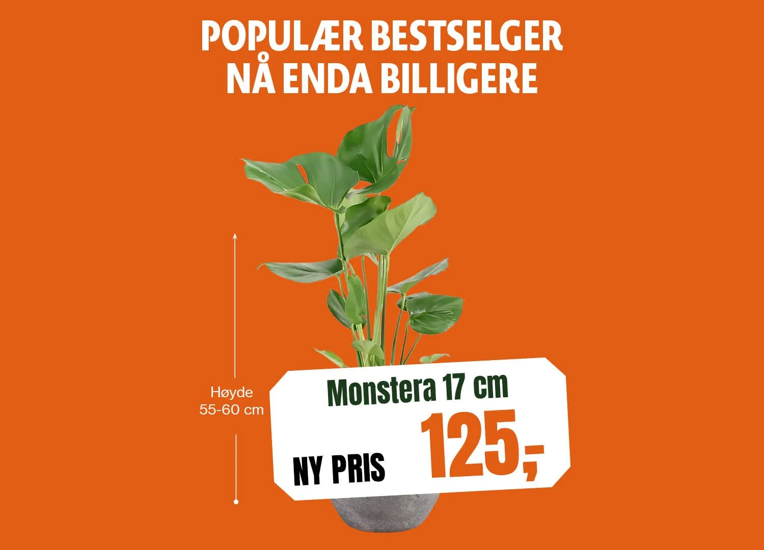 1500x1080_Monstera 17 cm.jpg