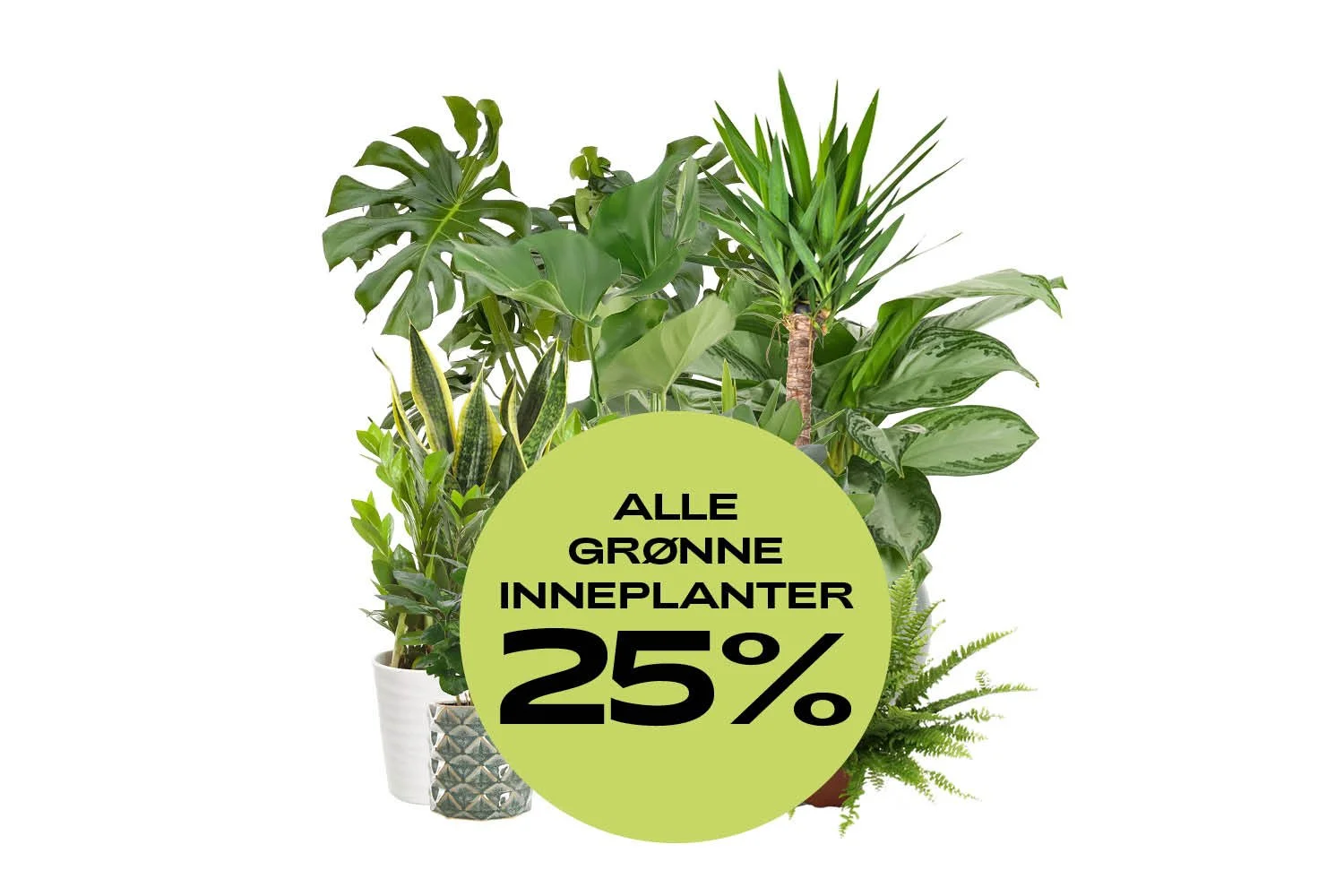 Pongo_grønne_planter_25%_V1.jpg