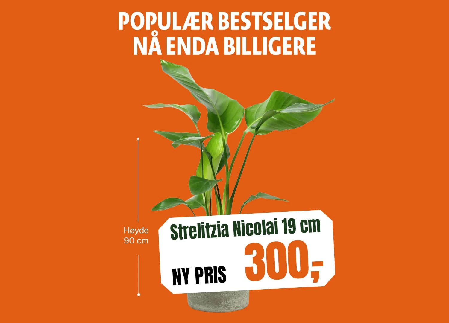 1500x1080_Strelitzia Nicolai 19 cm.jpg