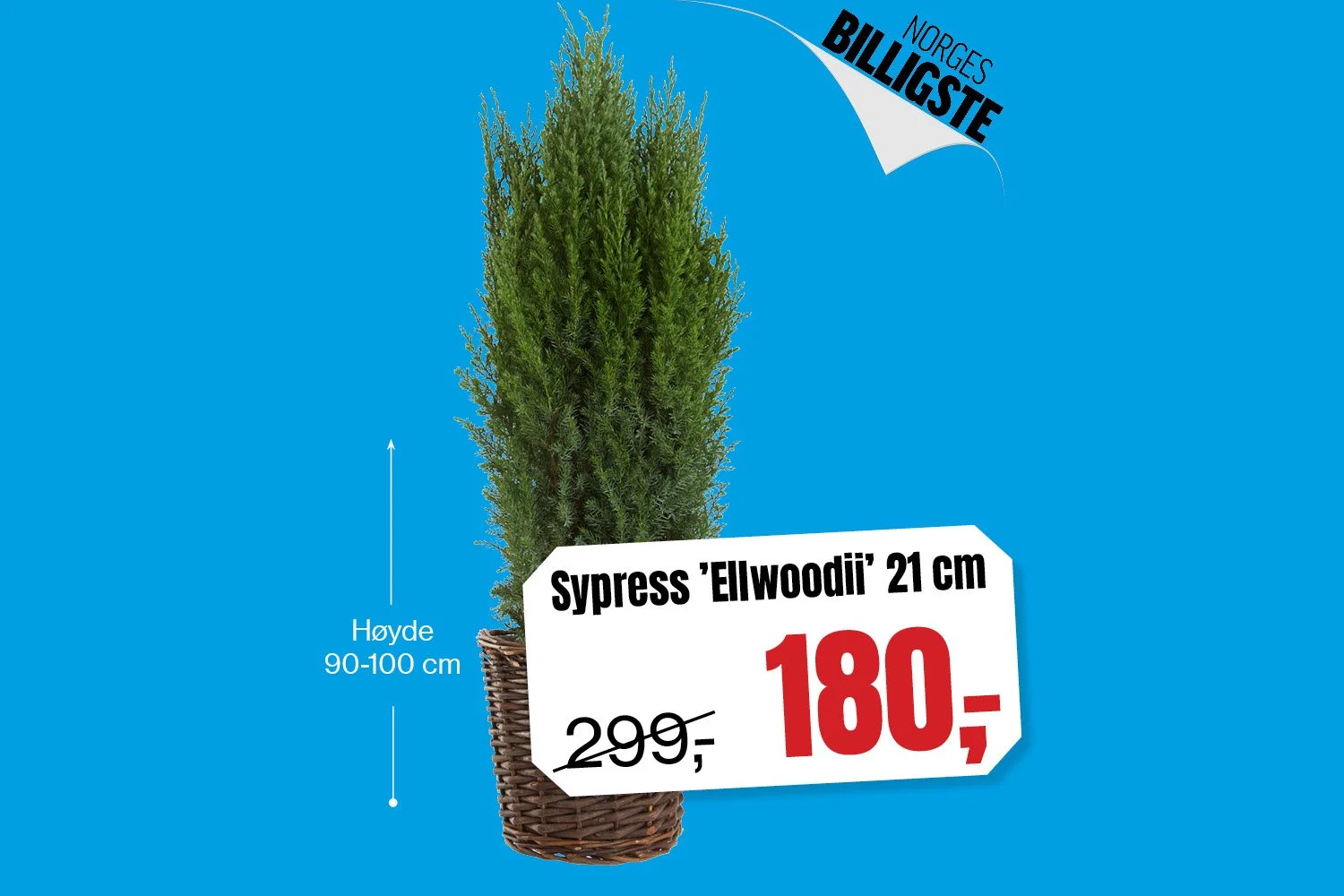 KUN_bannere_u47-2025_ellwoodii_wide.jpg