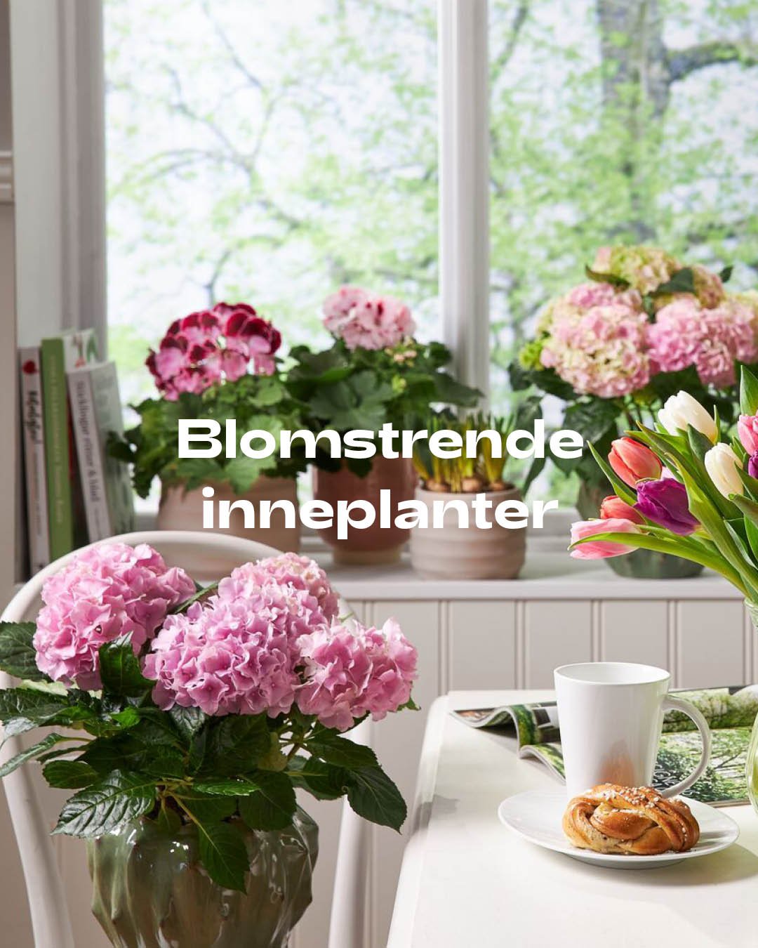 4-5_bilder kategorier_blomstrende_inneplanter.jpg