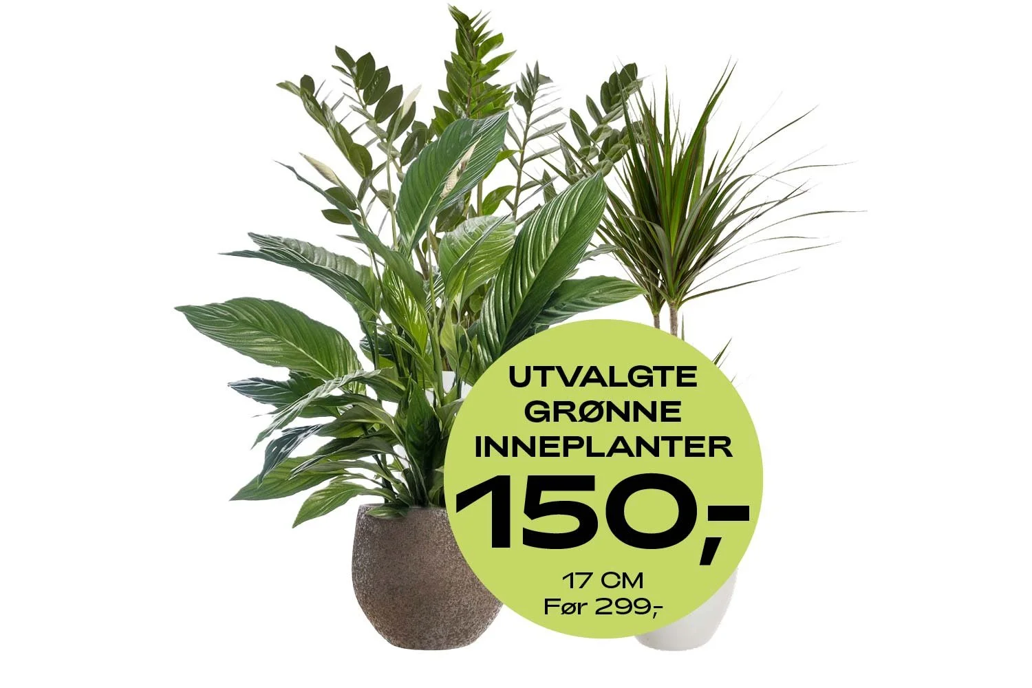 Pongo_u41_Grønne_planter17cm_150kr.jpg