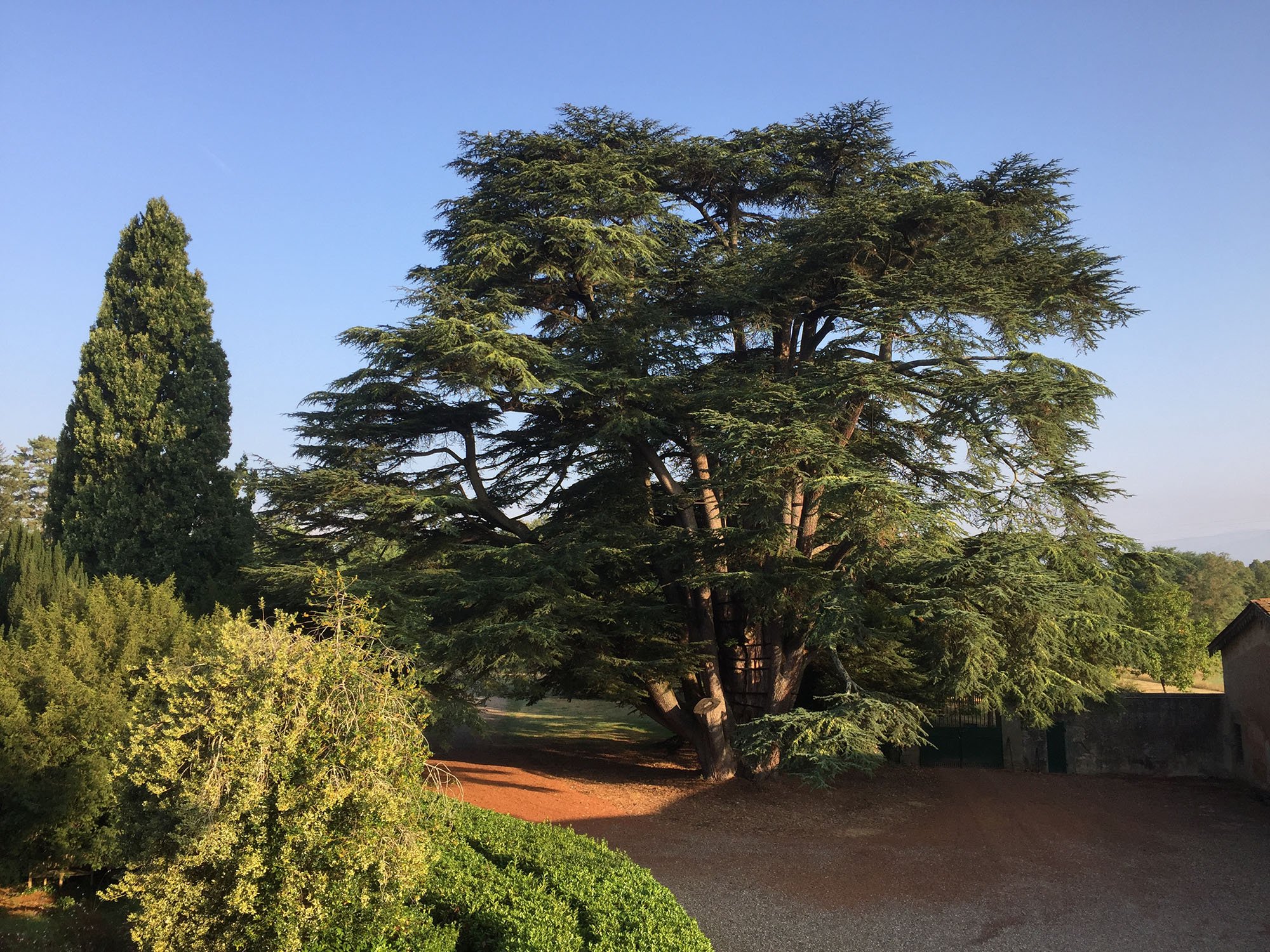 Cedar.jpg