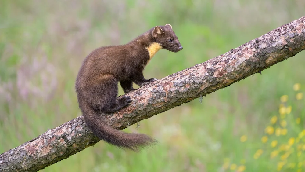 Kit Investigating its Territory by David Wilkinson – 3rd place