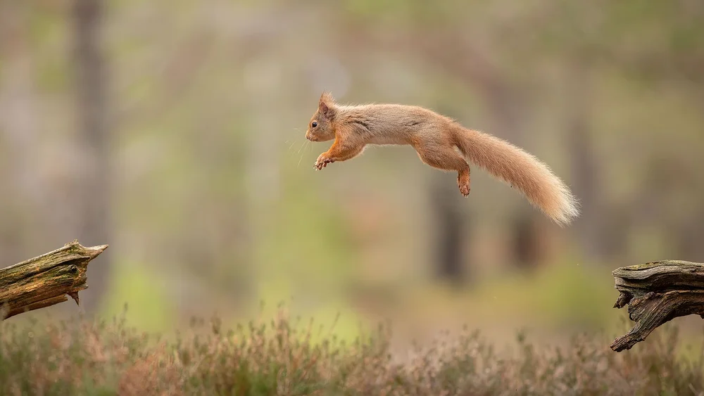 Red Squirrel Leaping by Robert Harvey - HC