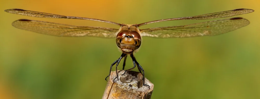 Common Darter by Richard Jones - HC
