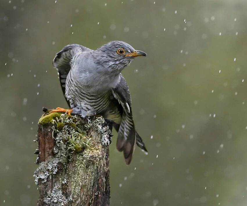Male Cuckoo in the Rain by David Wilkinson - HC
