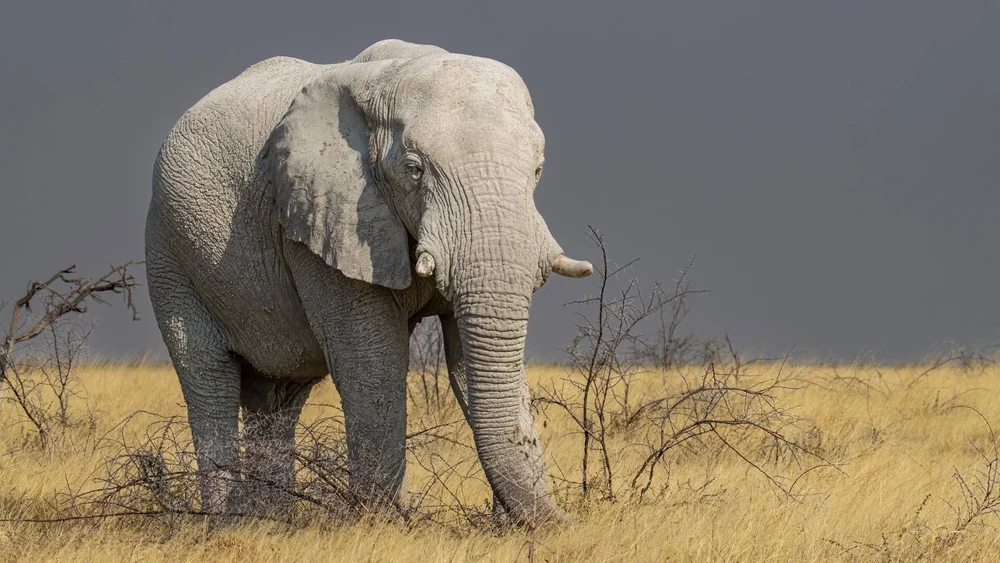 Etosha Bull Elephant by Gerald Clarke - HC