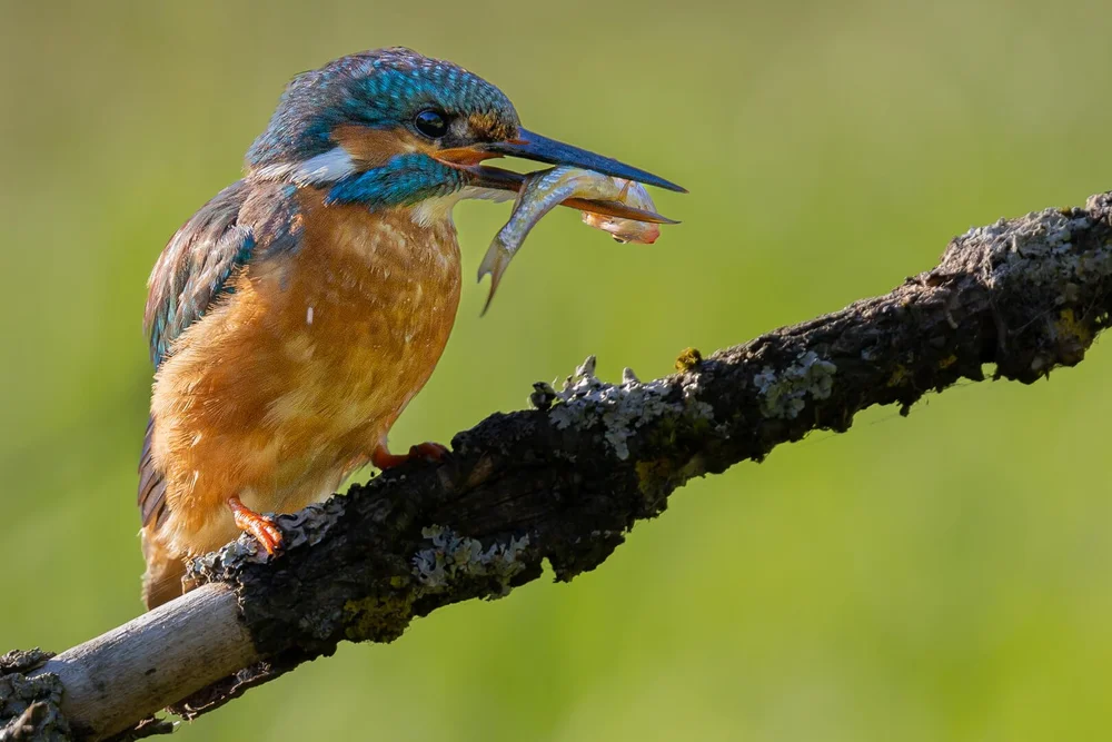 Catch of the Day by Tony Leach – HC