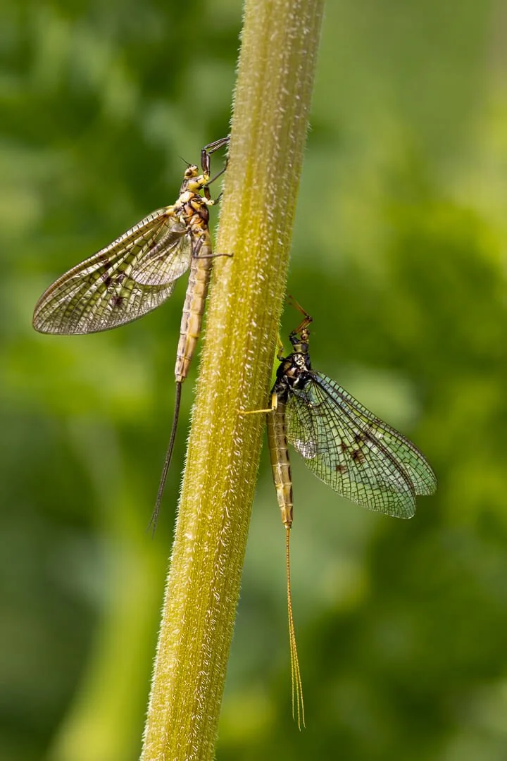 Mayflies Warming Up by Tony Leach – 2nd place
