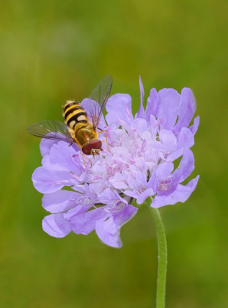 Hoverfly on Scabious by Hilary Tapley – 2nd place