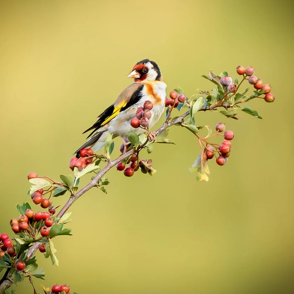 Goldfinch amongst the Hawthorn Berries by David Wilkinson – 2nd place