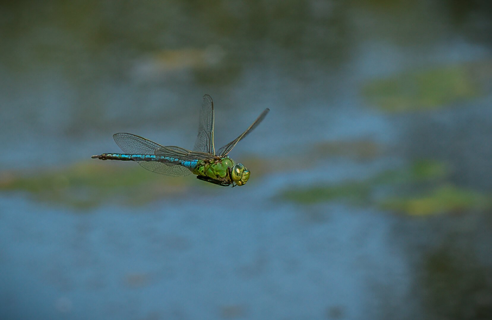 Emperor Dragonfly by Sue Wadman – HC