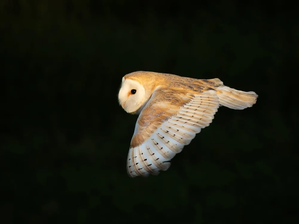 Barn owl in flight by Robert Harvey - HC