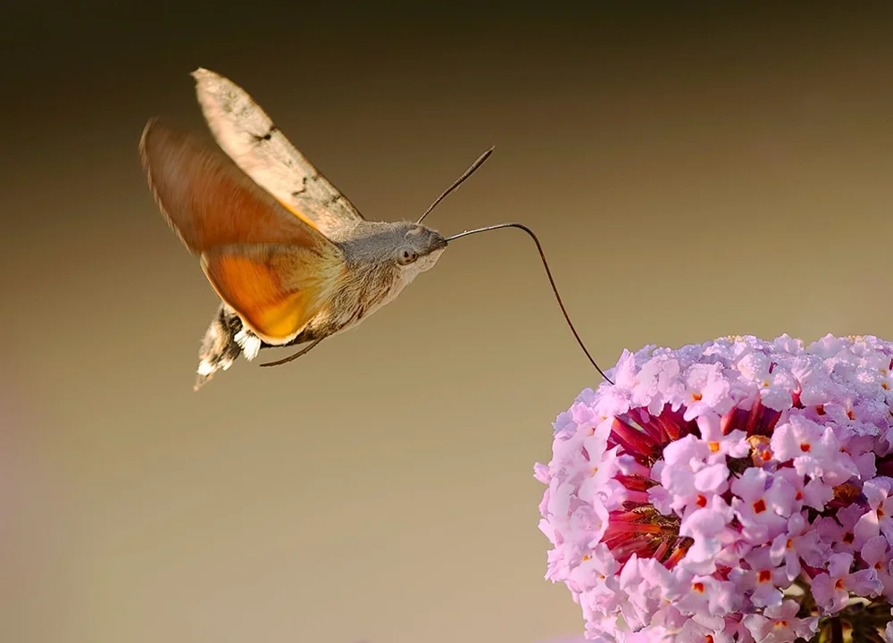 Hummingbird Hawk-moth by Hilary Tapley – HC