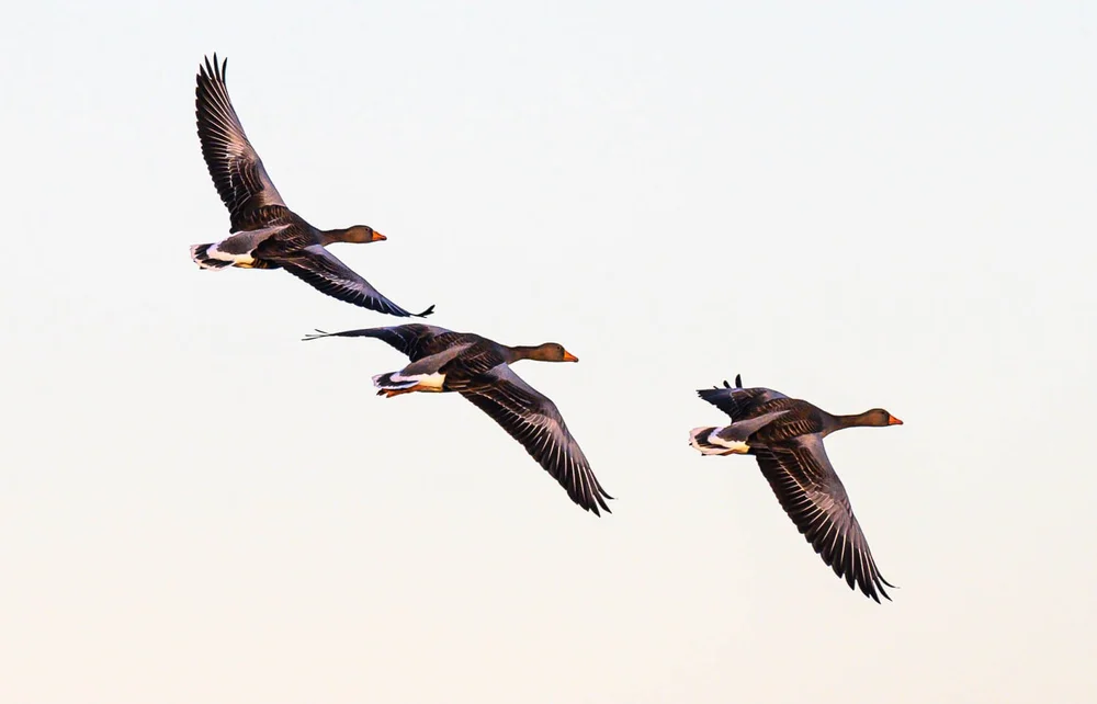 Three Geese Flying by Richard Atkinson – HC