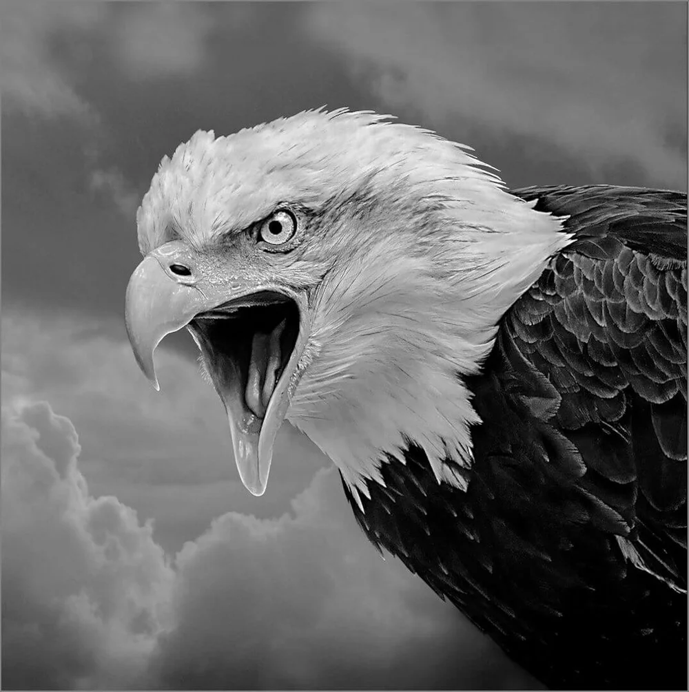 Call of an Eagle by Pam Mullings - HC