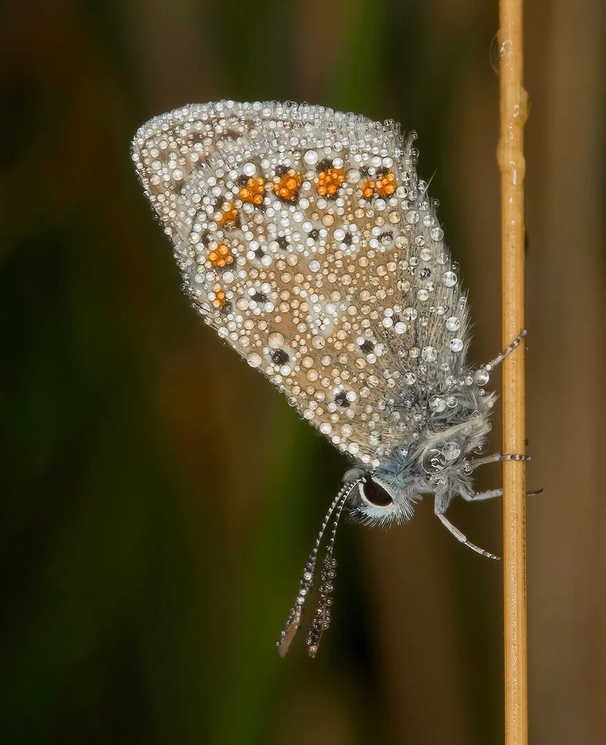 Common Blue in Morning Dew by Tim Tapley – 2nd place