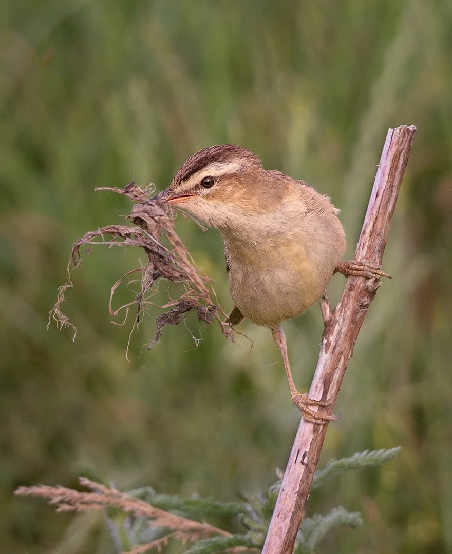 01 Collecting nesting material.jpg