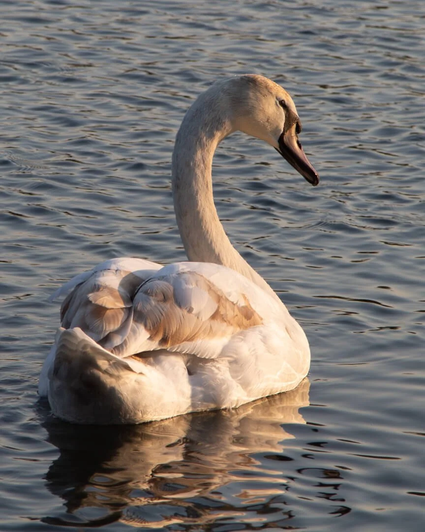 Cygnet in Morning Light by Megan Boardman – HM